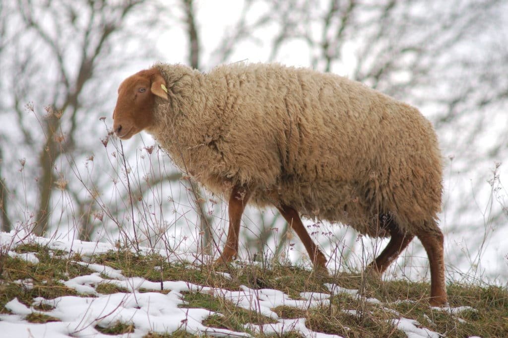 coburg fox sheep walking on a snowy ground