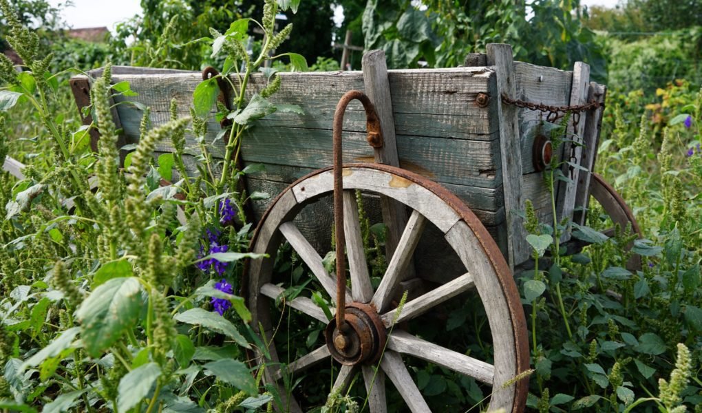 a rusty old cart overgrown by flowers and weed