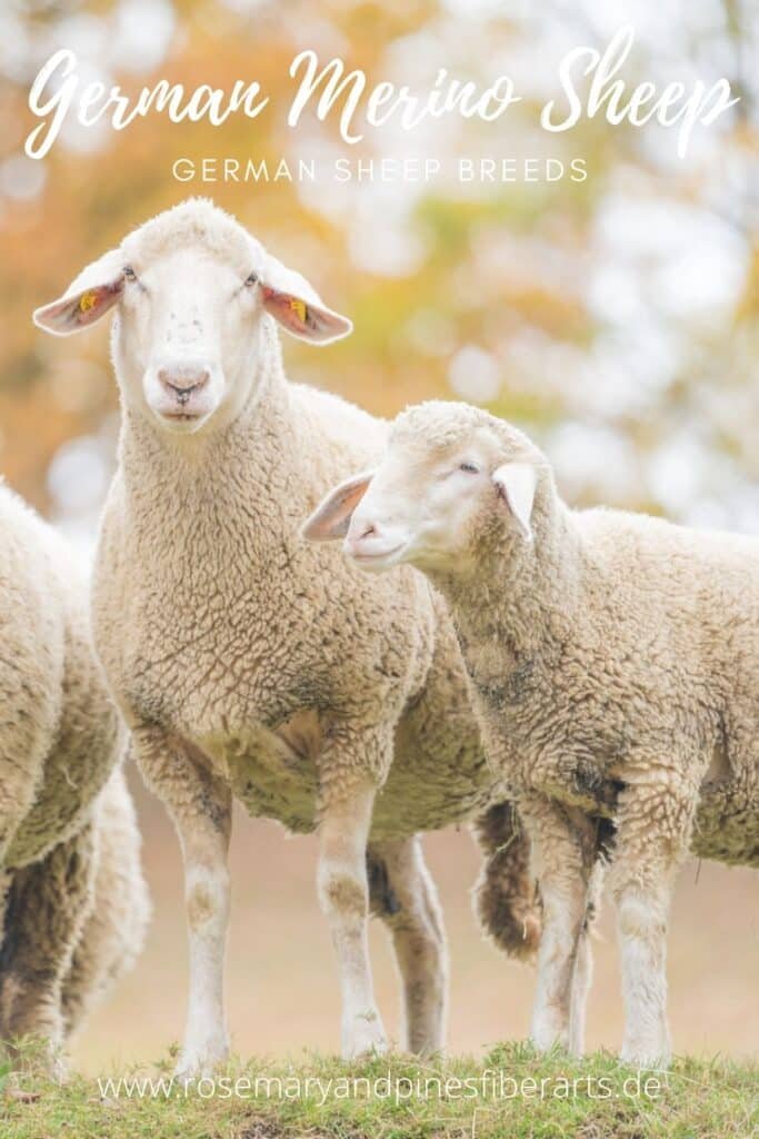 two merinolandschaf sheep on a meadow with a text saying "German Merino Sheep - German Sheep Breeds, www.rosemaryandpinesfiberarts.de"