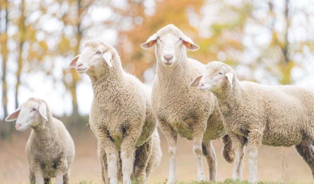 four white merinolandschaf sheep on a field