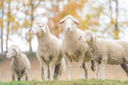four white merinolandschaf sheep on a field