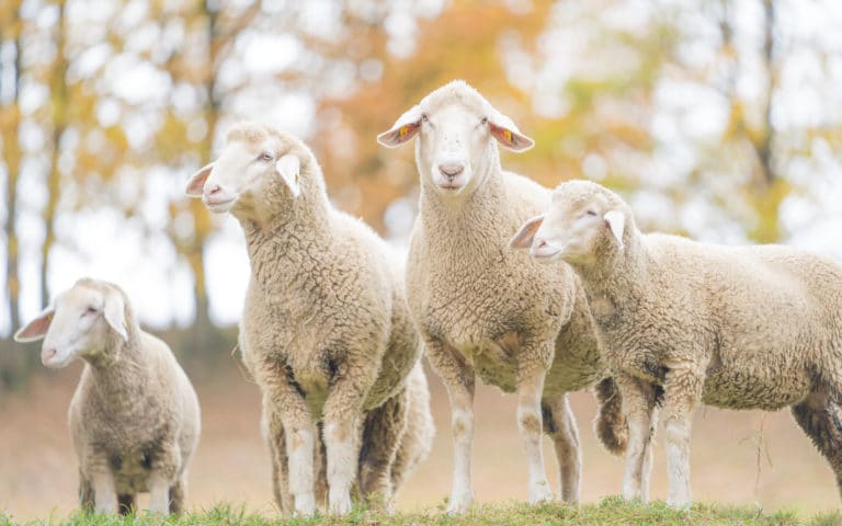 four white merinolandschaf sheep on a field