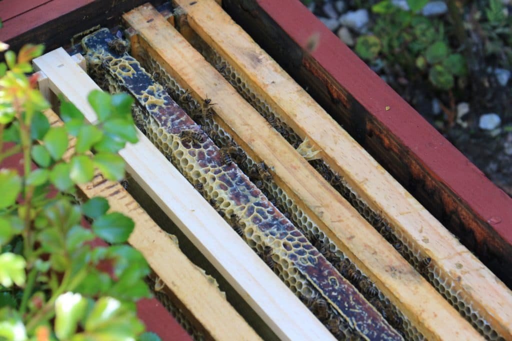 bees in a small beehive