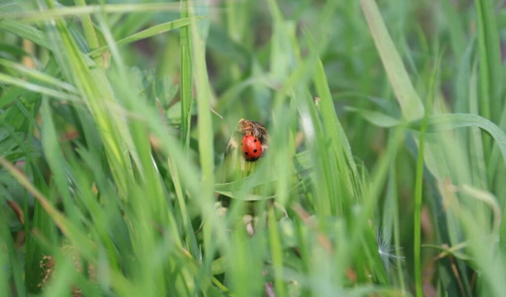 ladybug in between stalks of green grass