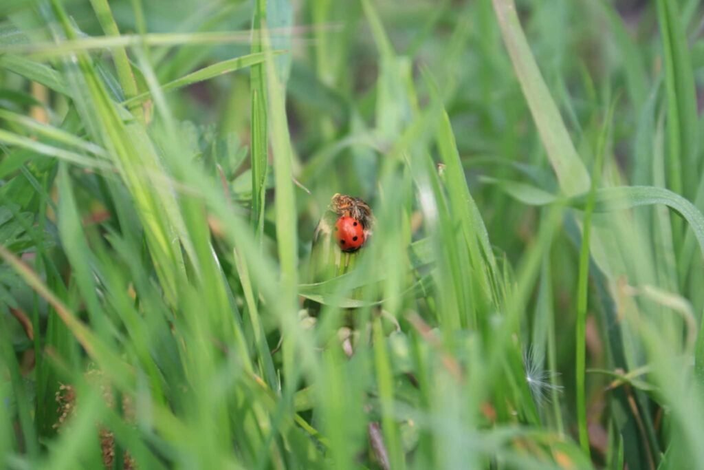 ladybug in between stalks of green grass