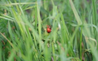 ladybug in between stalks of green grass