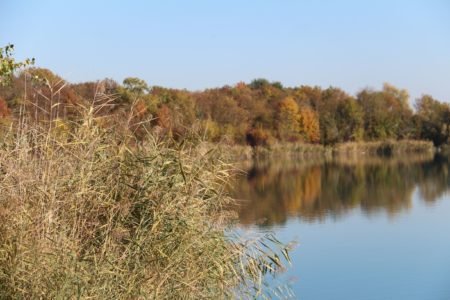 a lake and trees on a sunny fall day, the trees reflection is visible in the lake