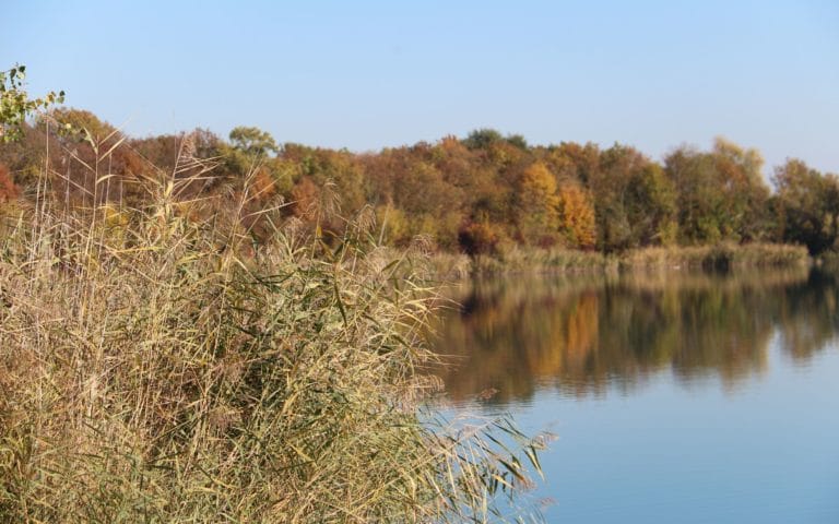 a lake and trees on a sunny fall day, the trees reflection is visible in the lake