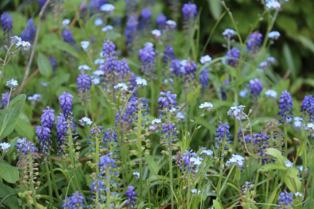several types of delicate blue flowers blooming in a garden