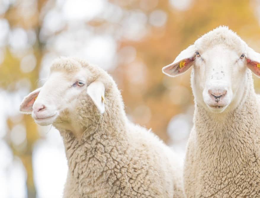 close up of two white german merino sheep