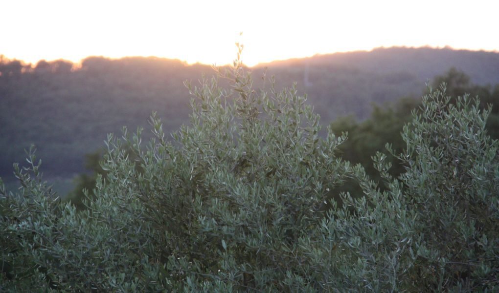 sunset in tuscany behind olive trees
