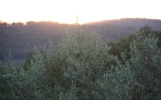 sunset in tuscany behind olive trees