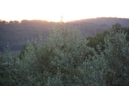 sunset in tuscany behind olive trees
