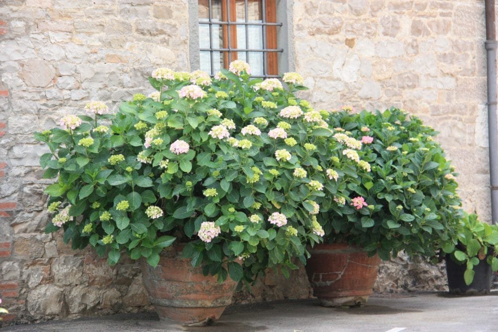 hydrangeas in two pots on a brick house