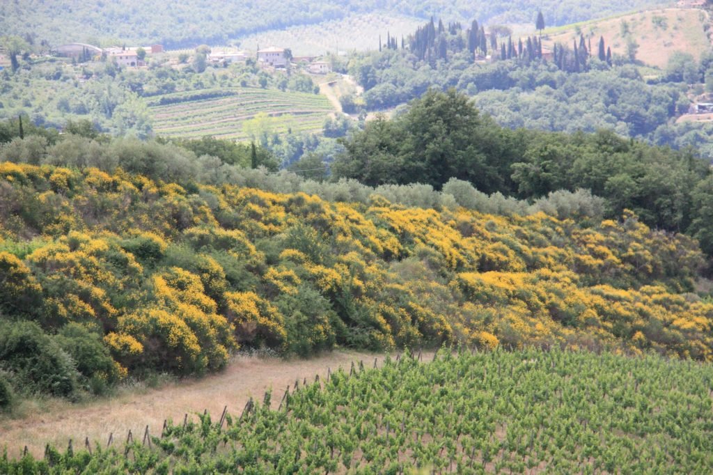 tuscan landscape in summer
