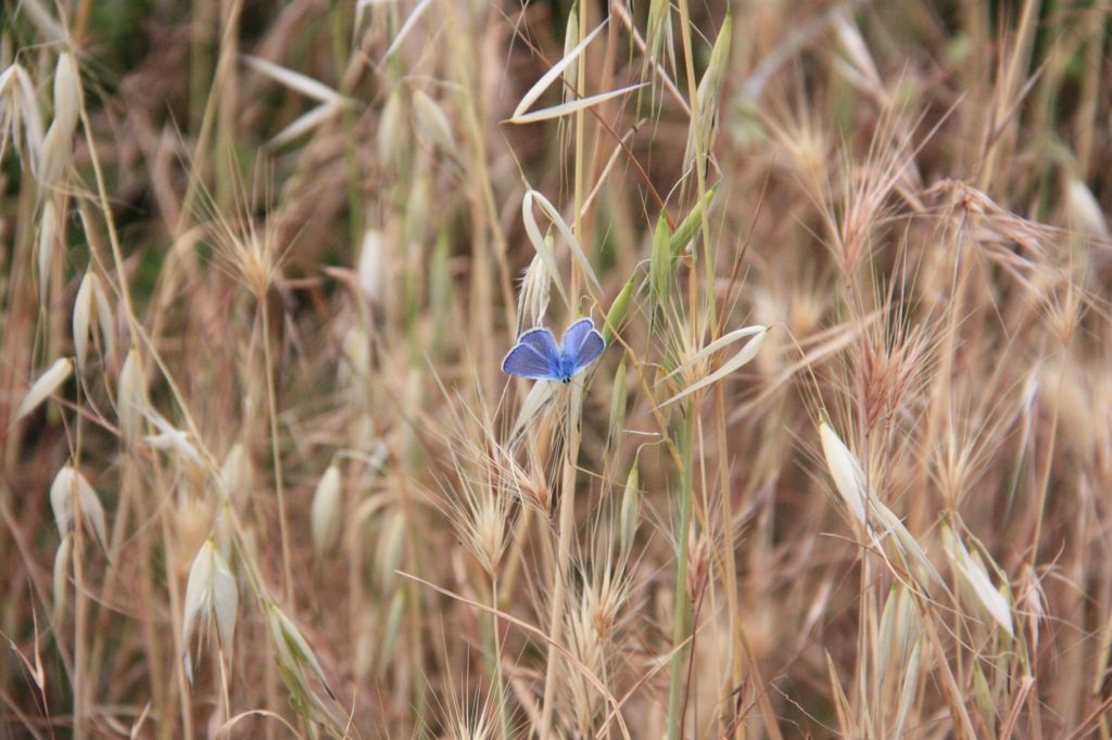 blue butterfly in a wheat field
