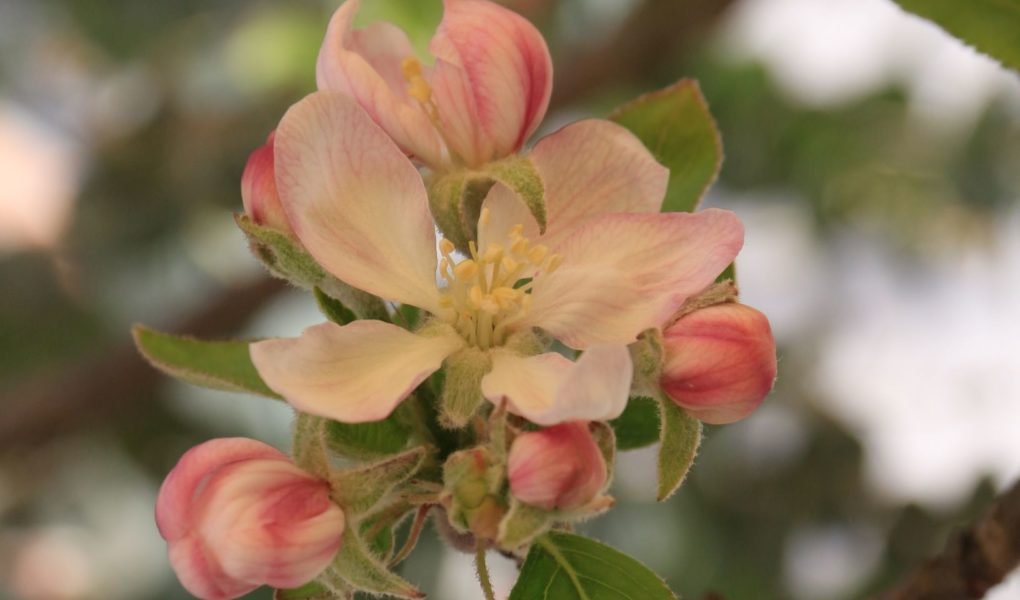 eco-friendly sprin & easter decorating ideas apple blossom