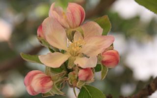 eco-friendly sprin & easter decorating ideas apple blossom