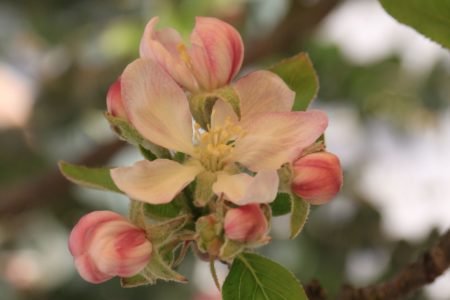 eco-friendly sprin & easter decorating ideas apple blossom