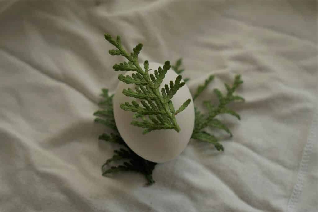 an easter egg and some branches before natural dyeing