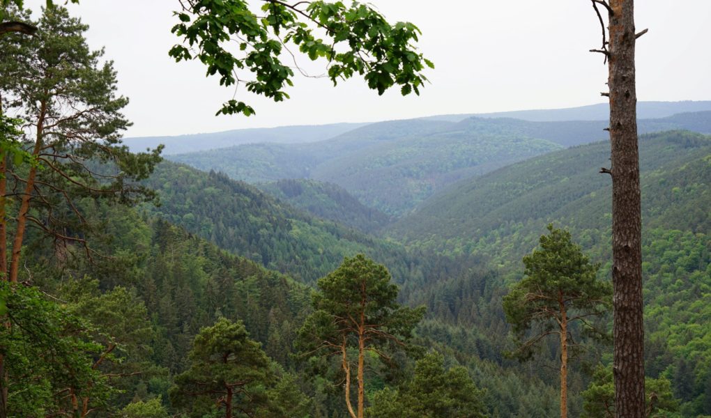 view of a forest in summer