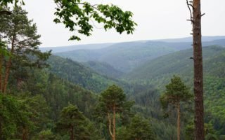 view of a forest in summer