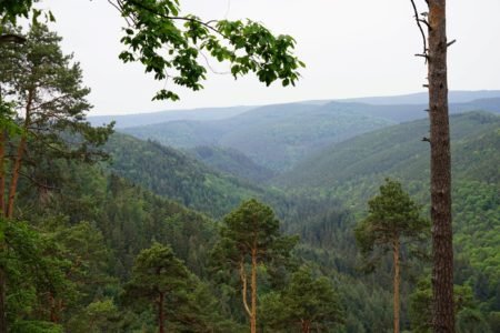 view of a forest in summer