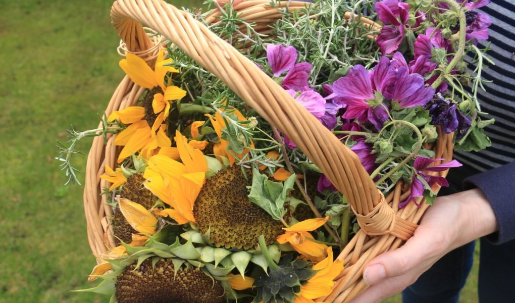 basket full of garden plants for natural dyeing