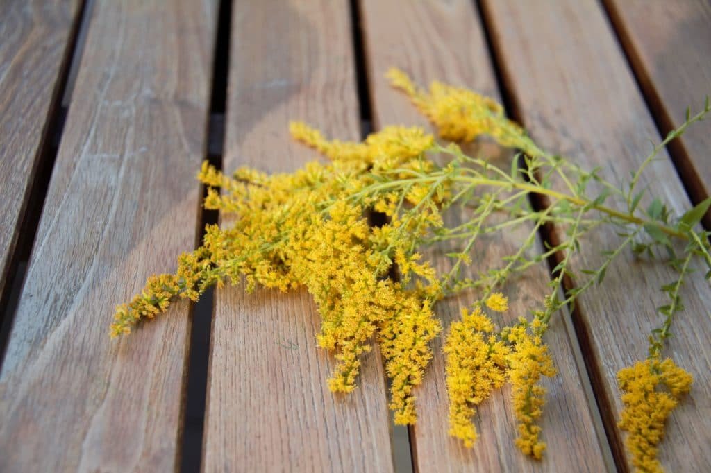 goldenrod garden plants for natural dyeing