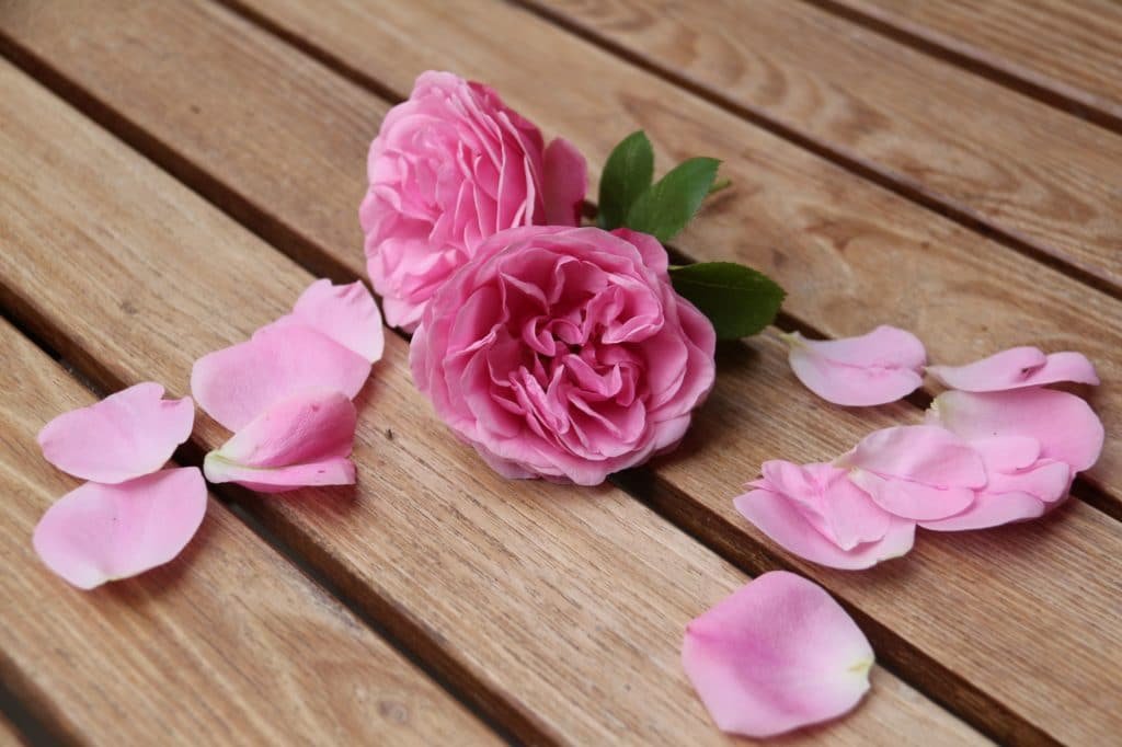 rose petals garden plants for natural dyeing