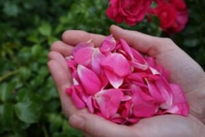 rose petals garden plants for natural dyeing