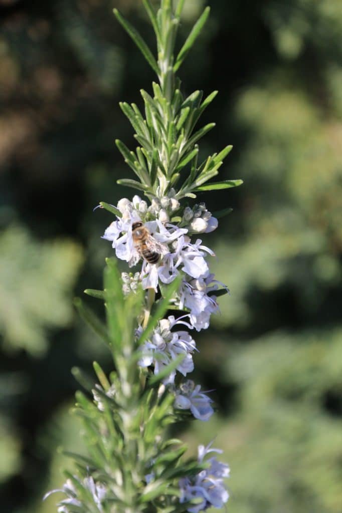 rosemary garden plants for natural dyeing