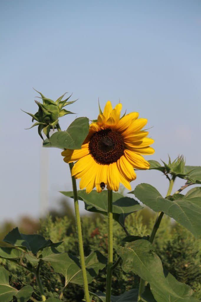 sunflower garden plants for natural dyeing