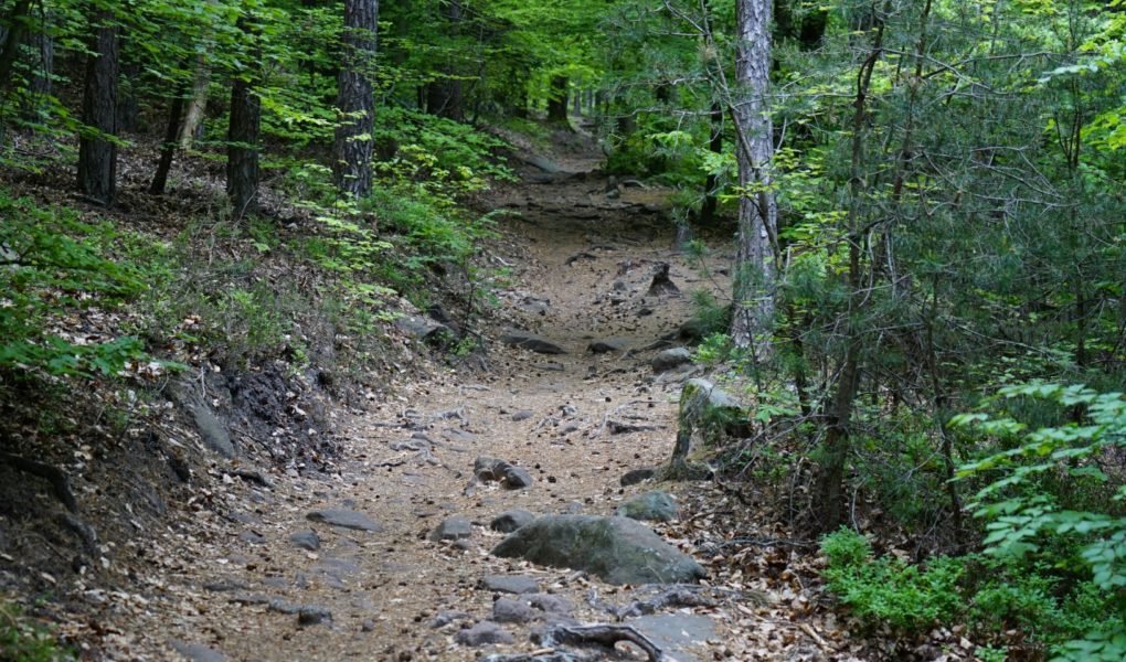 pathway through the woods in spring
