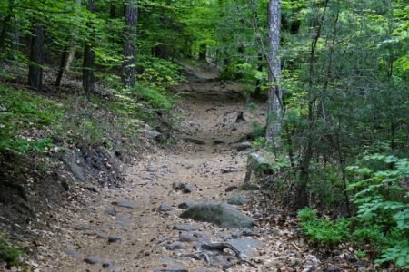 pathway through the woods in spring