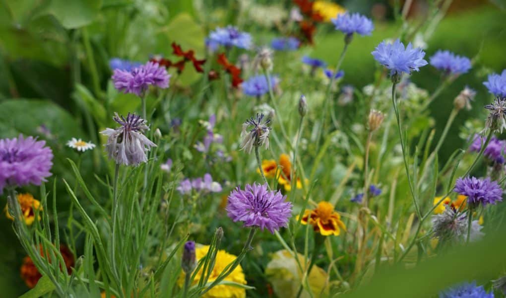 wildflowers you can use for natural dyeing