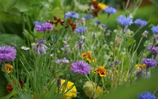 wildflowers you can use for natural dyeing