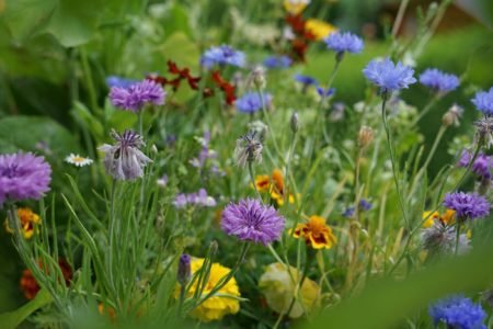 wildflowers you can use for natural dyeing