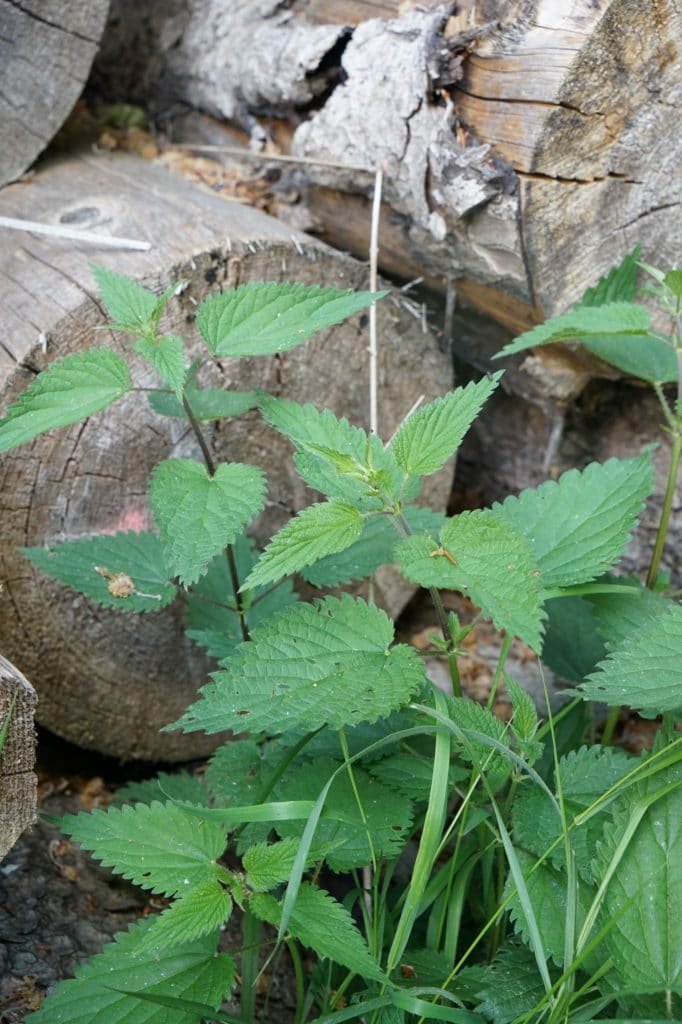 weeds you can use for natural dyeing nettle plants