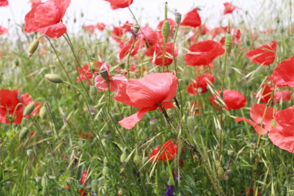 red poppies blowing in the wind