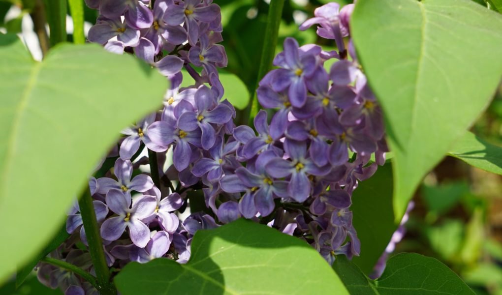 lilacs starting to bloom