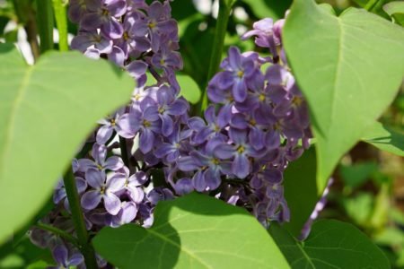 lilacs starting to bloom