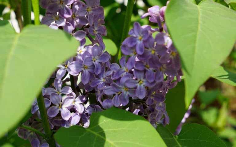 lilacs starting to bloom