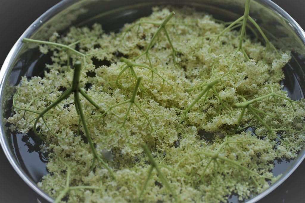 plunging elderflower umbels for cleaning