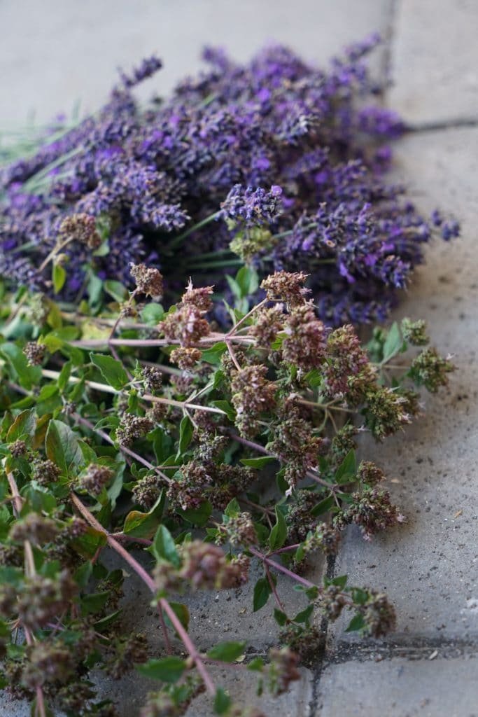 purple lavender and flowering oregano