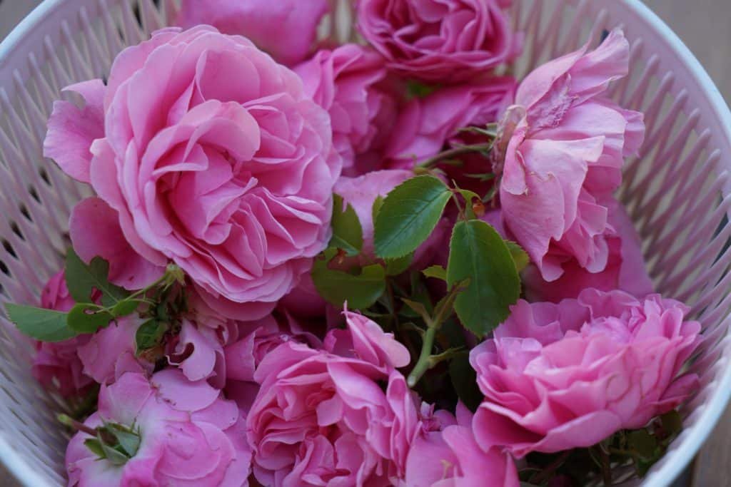 pink rose petals for natural dyeing