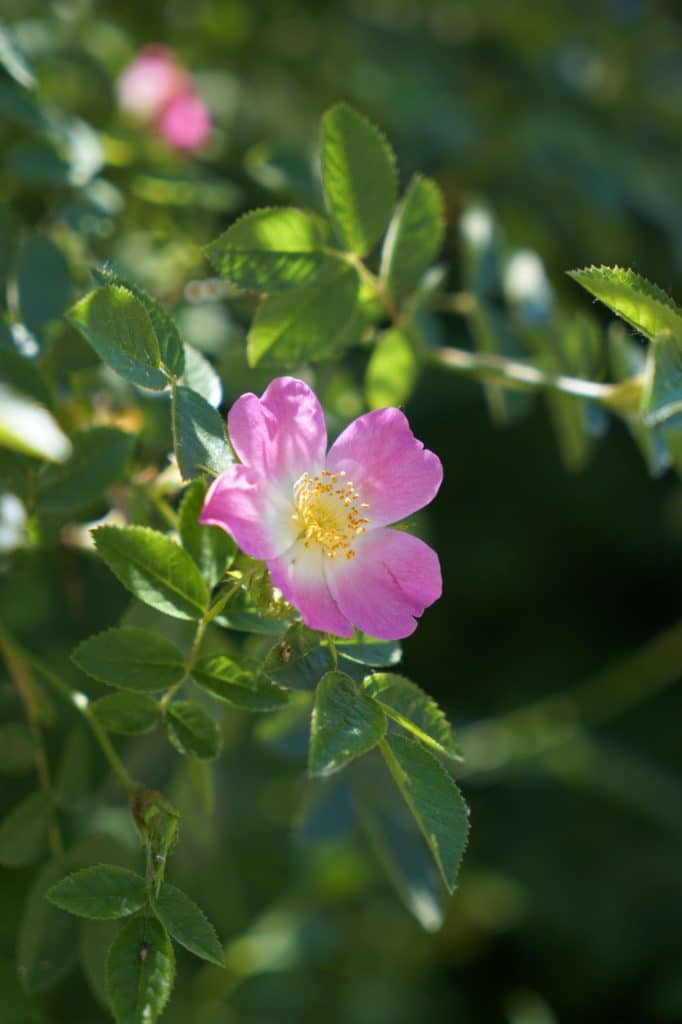 pink wild rose blooming