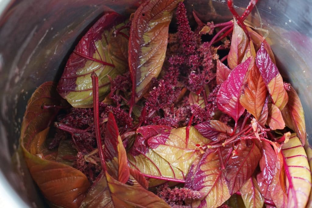 amaranth hopi red dye leaves and seeds after extracting the dye color