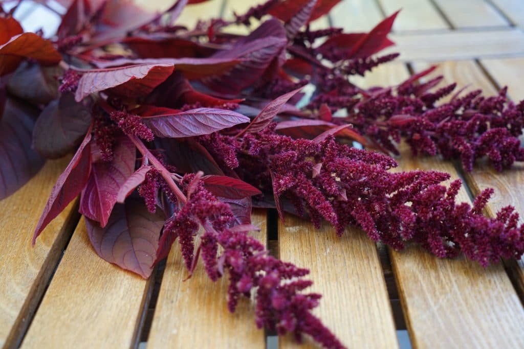 amaranth hopi red dye flowers and leaves on a wooden surface