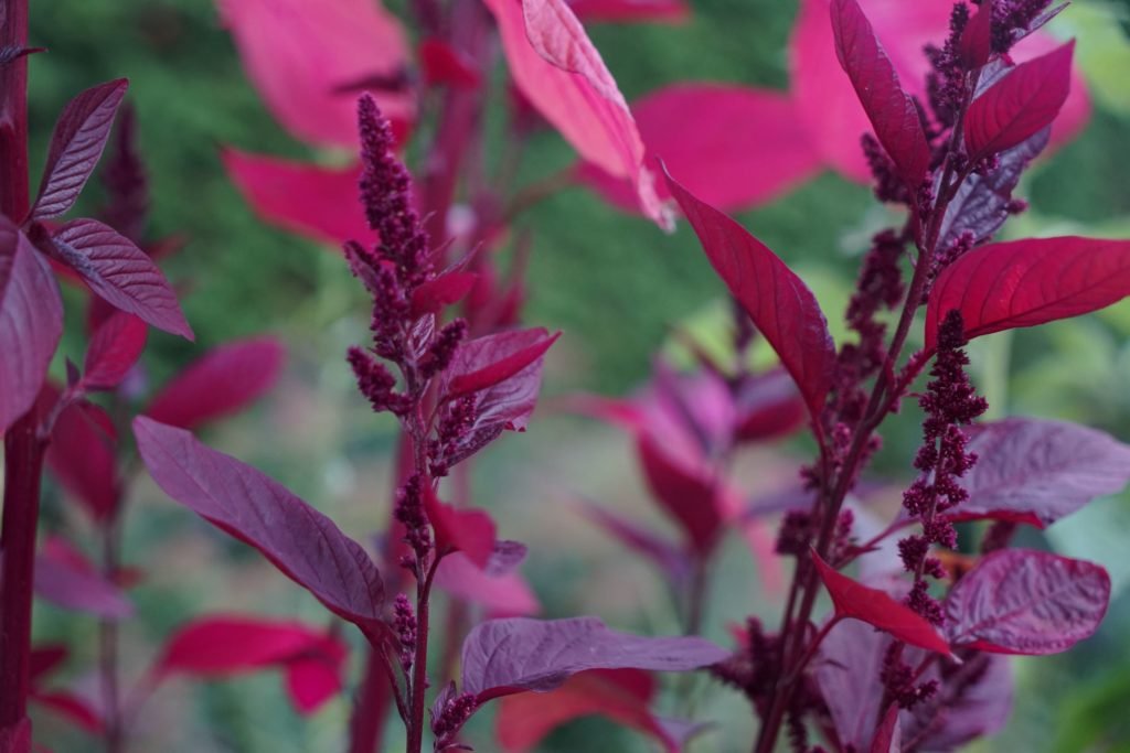 amaranth hopi red dye growing in the garden